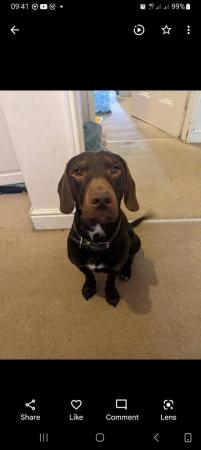 Image 2 of dog wanted please help ideally small black