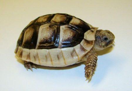 Image 1 of Stunning Baby Tortoises available lots to choose from..