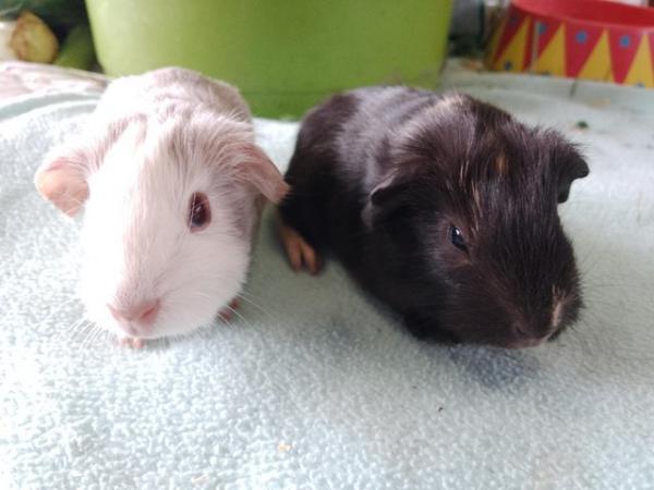 Image 1 of Baby Guinea Pigs from great pet showing stock
