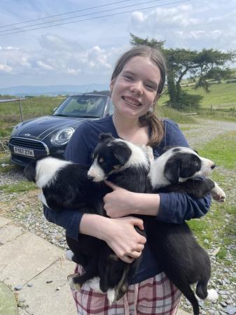 Image 6 of 8 week old Border Collie Puppies