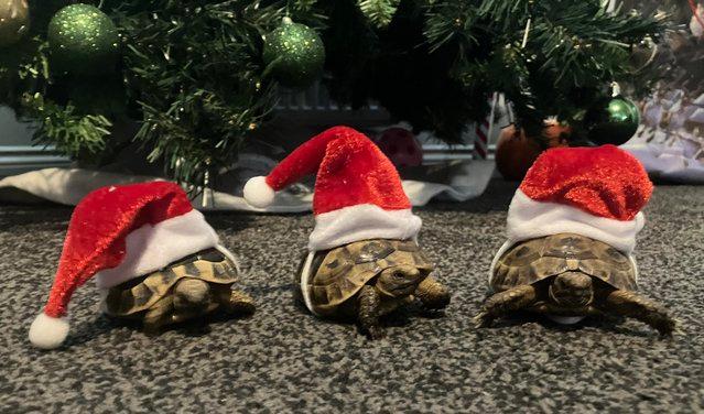 Preview of the first image of HURRY, last remaining baby tortoises of 2023, Plus set up..