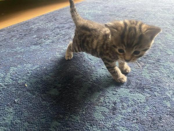 Image 6 of Ready now!! 2 beautiful Bengal house kittens -