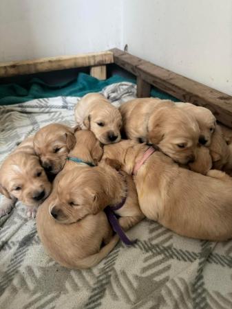 Image 15 of *READY NOW!! 2 Girls left! Gorgeous Golden Retriever Puppies