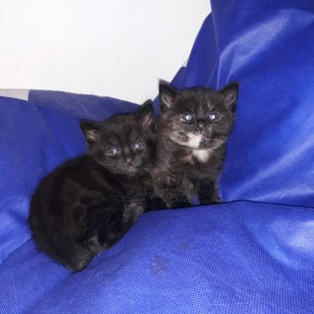 Image 5 of 9 wks black, male and female kittens. Halton/Liverpool area.