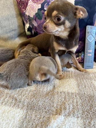 Image 3 of KC Reg, Chihuahua Lilac and Tan pups, boy and girl