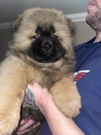 Image 9 of Kc reg rough coat chow chow Can be seen with mum