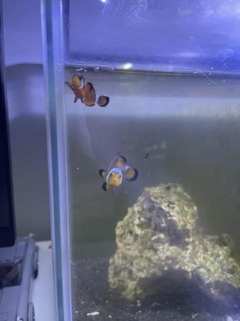 Image 5 of 2 Young Clownfish For sale