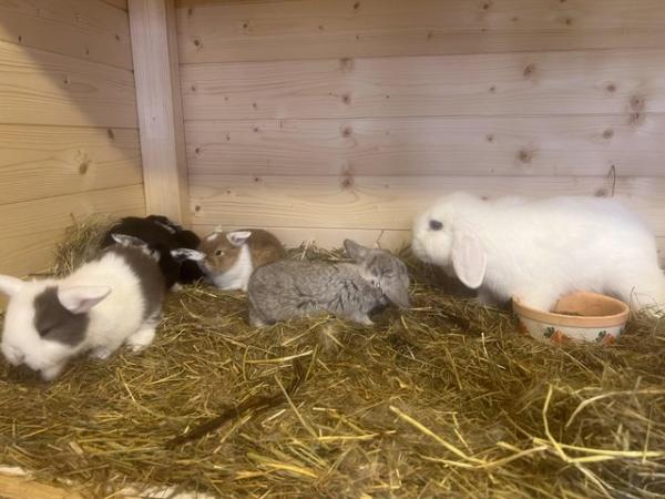 Image 10 of Fluffy mini lop baby bunnies ready mid July bucks & does