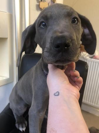 Image 27 of 5 LEFT! - 12 Healthy Chunky Solid Blue Great Dane Puppies