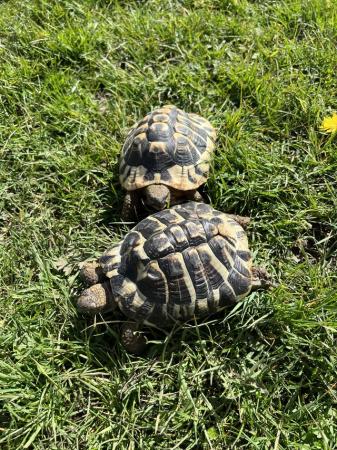 Image 2 of Hermann’s Tortoises male and female