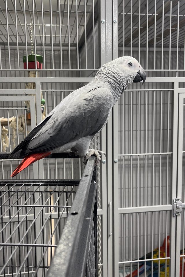 Preview of the first image of Breeding female African Grey Parrot.