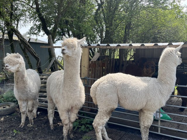Preview of the first image of 2 castrated male alpacas very friendly..