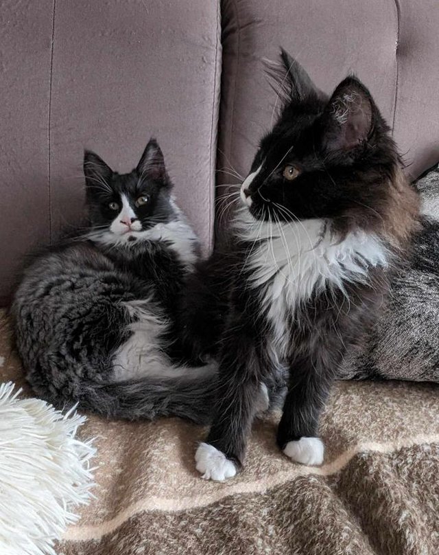 Preview of the first image of Beautiful Pure Blood Maine Coon kittens looking for homes.