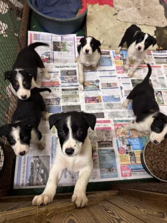 Image 2 of 4 beautiful border collie dog puppies available