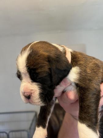 Image 14 of Adorable KC Boxer Puppies
