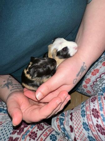 Image 3 of Baby silly tame guinea pigs
