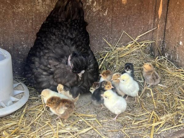 Image 3 of Nacked neck mum with 11 chicks for sale