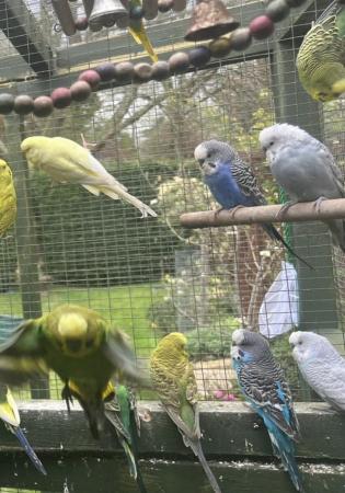 Image 10 of Adorable budgies for sale
