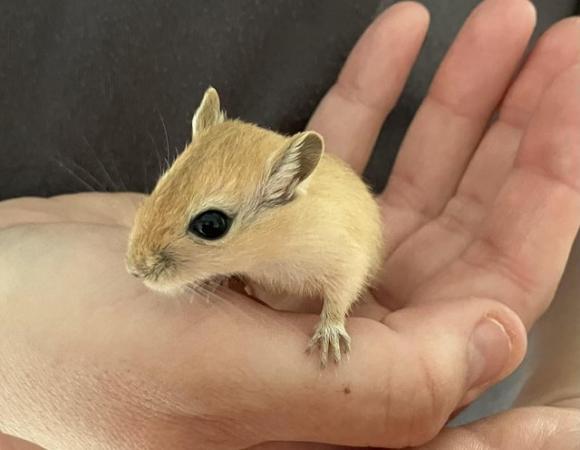 Image 1 of 5 Baby gerbils Ready 12th July