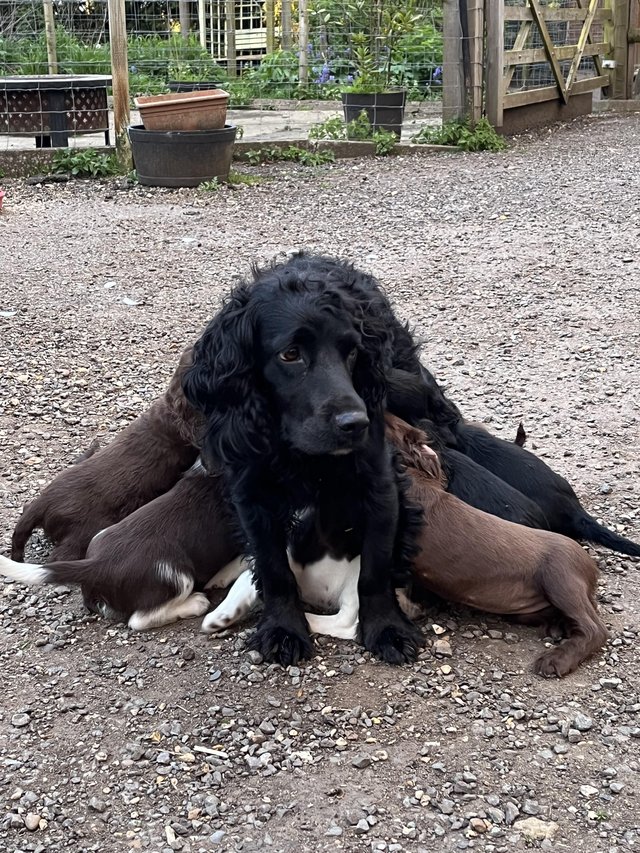 Preview of the first image of Sprocker Spaniel Puppies.
