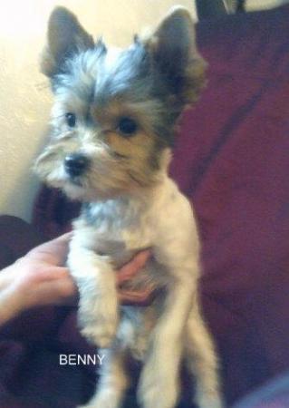 Image 10 of Biewer Yorkshire Terrier Puppies for sale