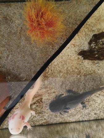 Image 5 of Two Axolotl for sale £50 each or both for £80