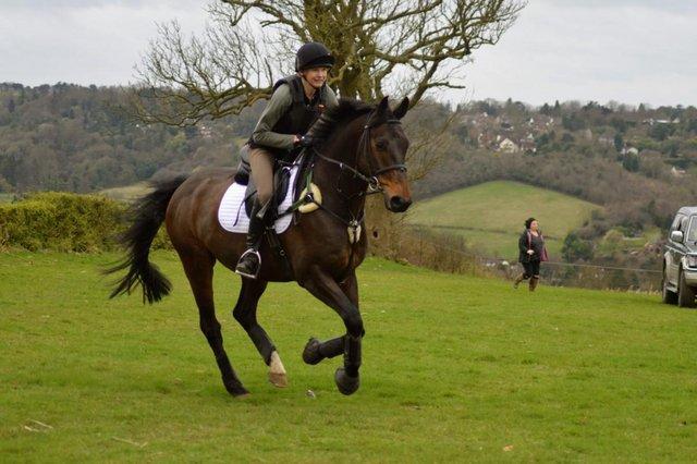 Image 1 of For share, 16.1hh, warmblood gelding