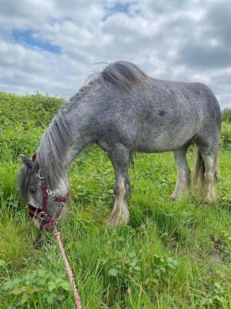 Image 29 of 10-13hh Lead Rein, Ridden Mare, Projects, Pets, Cobs, Welsh.