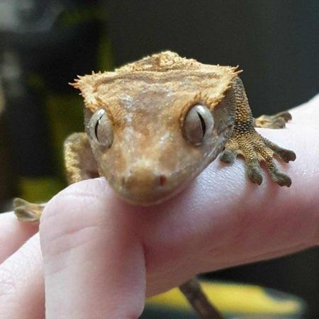 Image 3 of CB23 juvenile male crested gecko