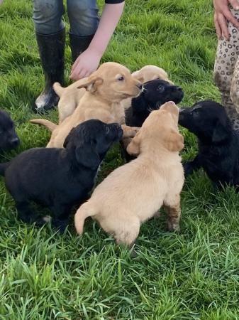 Image 3 of Black and yellow Labrador puppies