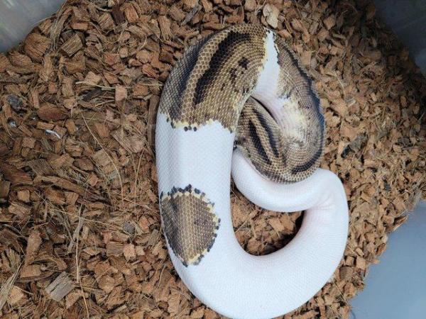 Image 4 of Various royal pythons, pied , mojave , pastel , het russo