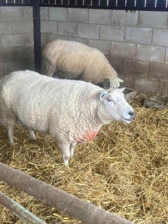 Image 2 of Adult breeding Ram for sale Blue faced Texel x
