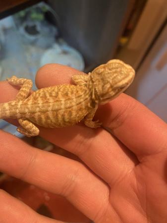 Image 6 of Bearded dragon baby’s hypo leatherbacks hatchlings