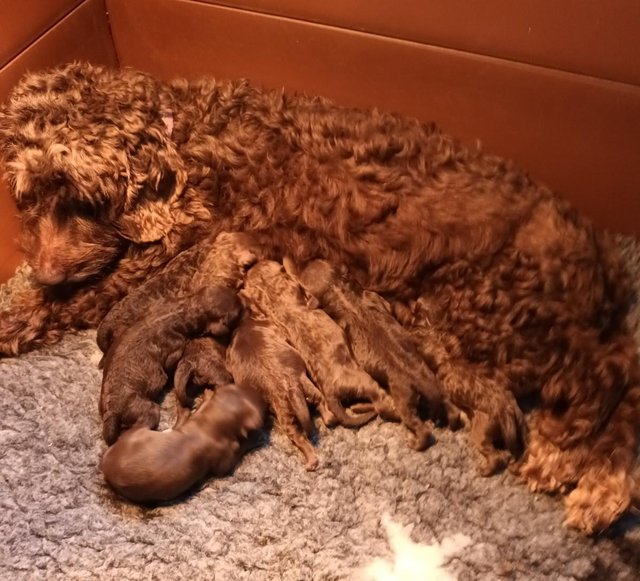 Preview of the first image of F1b SHOW TYPE COCKAPOO GIRLS FROM 5* LICENCED BREEDER..