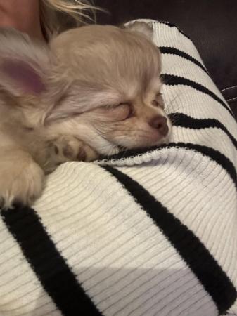Image 2 of Beautiful Female Chihuahua 9weeks old ready to leave