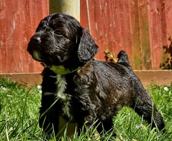 Image 12 of Exceptional quality litter of cockapoo puppies