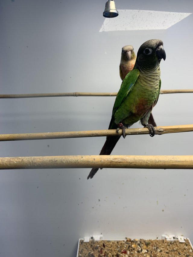Preview of the first image of 2 Baby conures for sale stunning birds.