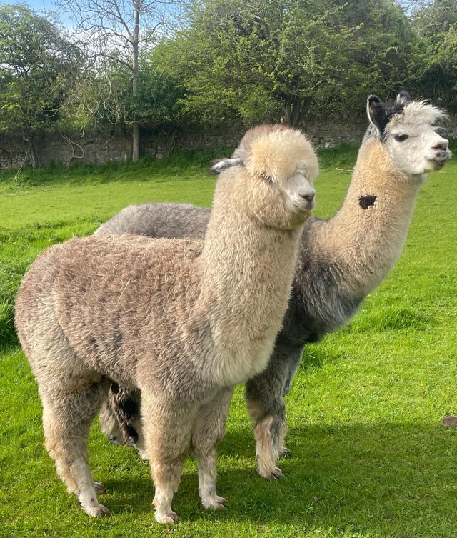 Preview of the first image of Male weaning alpacas ready to go.