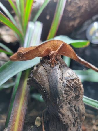 Image 4 of Young Crested Gecko for sale