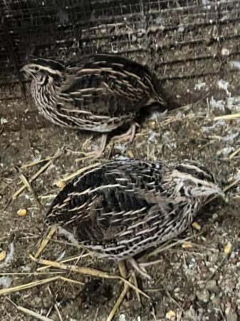 Image 1 of Quails for sale  for sale , all colours available