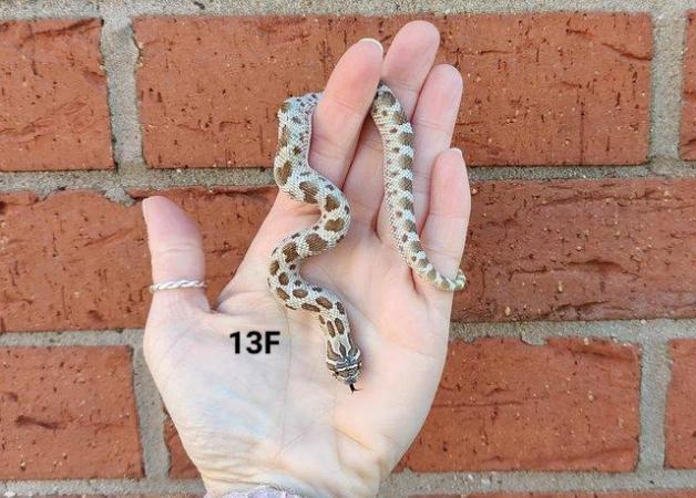 Image 6 of *CB2023 Western Hognose Snakes*