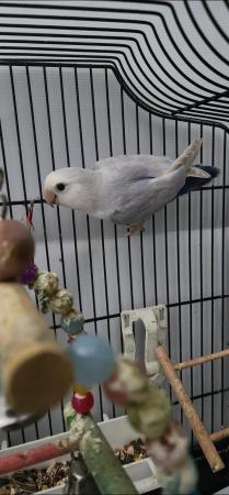Image 1 of Breeding female lovebird very nice colour and healthy