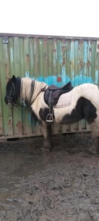 Image 2 of 14hh gypsy cob for part loan warrington