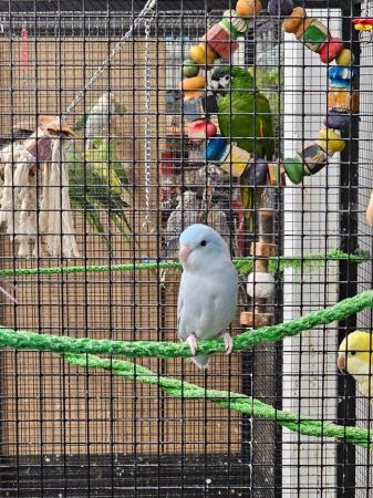 Image 2 of Stunning parrotlets available male and female