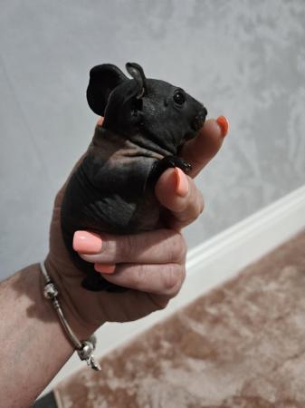 Image 2 of 4 skinny pigs for sale £85 each (1 boy left)