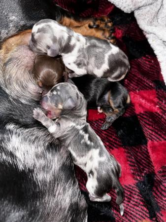 Image 5 of Absolutely stunning dachshund babies