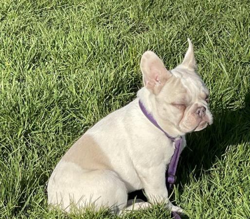 Image 16 of KC REGISTERED TRUE TO TYPE FRENCH BULLDOG BOYS