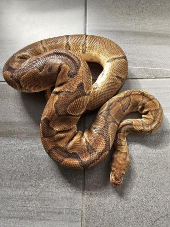Image 5 of Various royal python morphs available