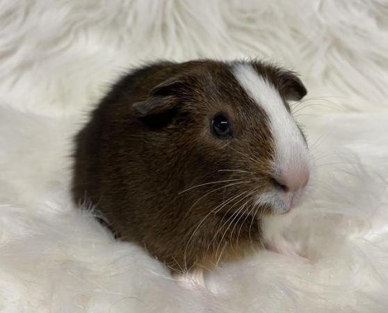 Image 8 of Bonded, Baby Guinea Pigs. Ready Now!