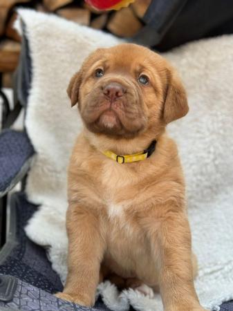 Image 18 of Large mix breed puppies for sale